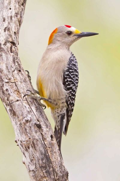 TX, Mission Golden-fronted woodpecker on branch